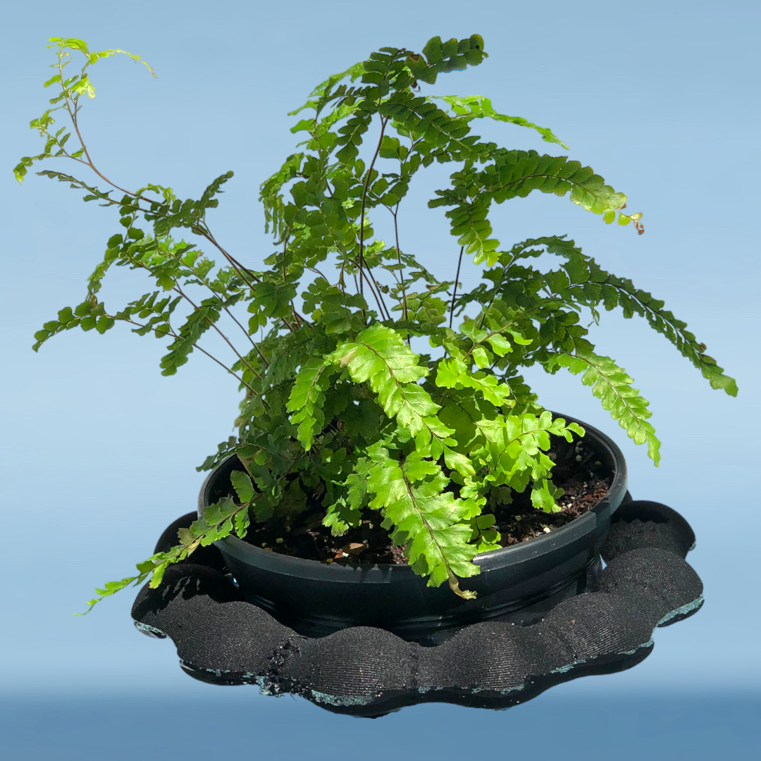 Benzeni™ - Plant Float with Pots Set
