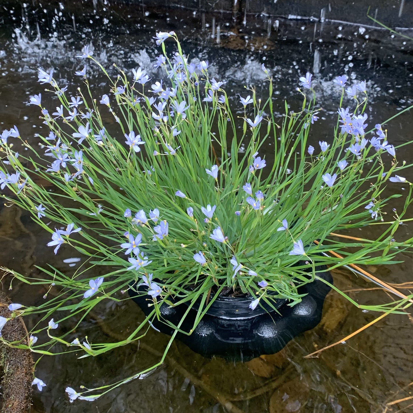 Benzeni™ - Plant Float with Pots Set