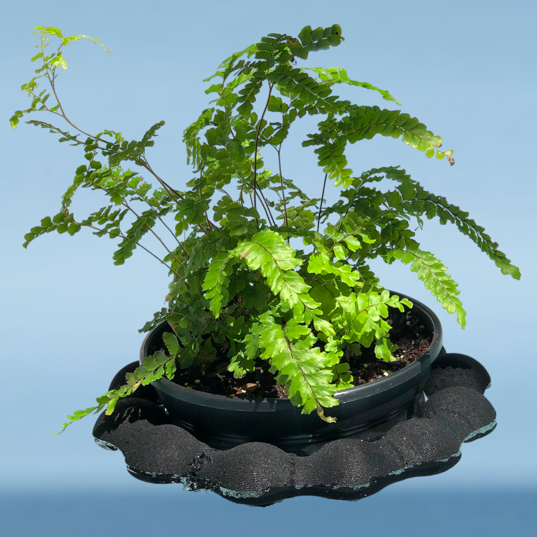 Benzeni™ - Plant Float - Set of 2