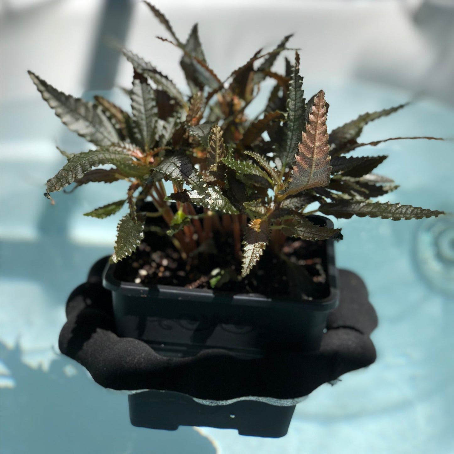 Benzeni™ - Plant Float with Pots Set